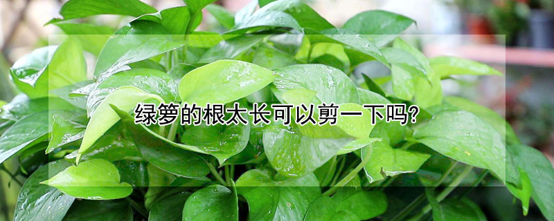 绿箩的根太长可以剪一下吗? 绿萝的根太长可以剪吗