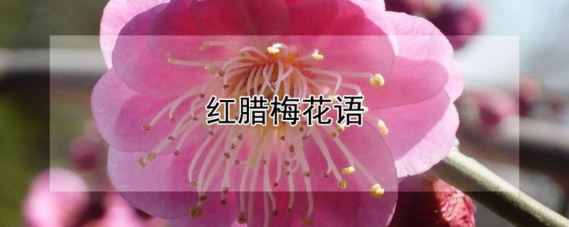 红腊梅花语 红腊梅花语是什么意思 寓意