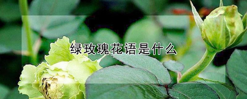 绿玫瑰花语是什么 11朵绿玫瑰花语是什么