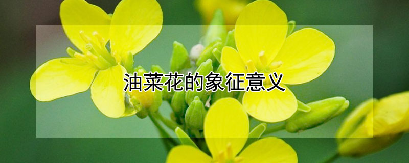 油菜花的象征意义 油菜花意象及其象征意义