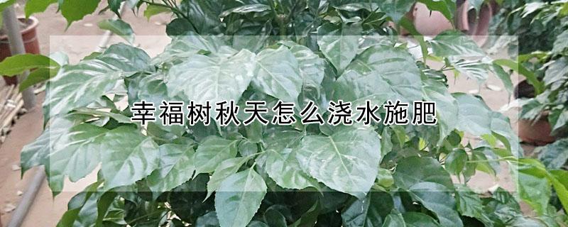 幸福树秋天怎么浇水施肥 幸福树施肥的正确方法