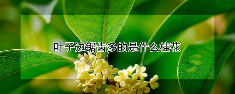 叶子边锯齿多的是什么桂花 叶子边缘有锯齿的桂花是哪个品种