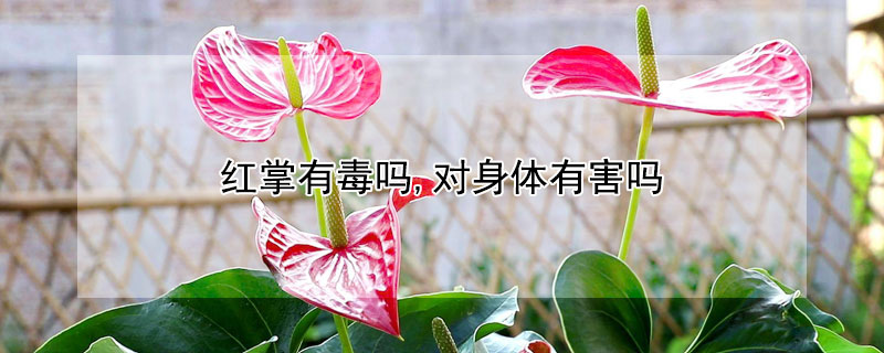 红掌有毒吗,对身体有害吗（红掌有毒吗,对身体有害吗）