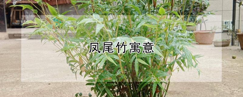 凤尾竹寓意 米竹凤尾竹寓意
