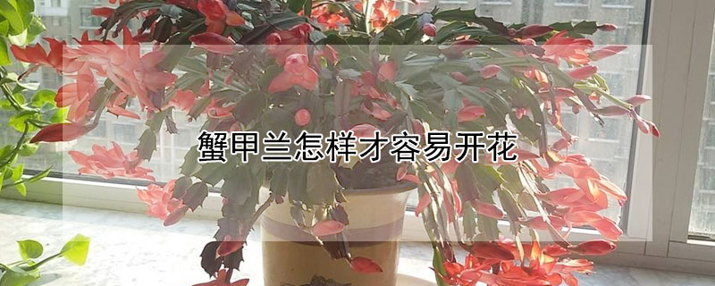 蟹甲兰怎样才容易开花 蟹甲兰怎样管理才能开花