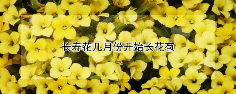 长寿花几月份开始长花苞 长寿花几月份开始长花苞用什么肥料