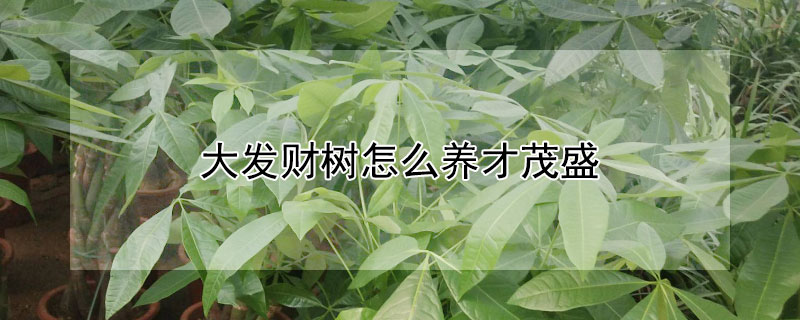 大发财树怎么养才茂盛（大发财树怎么养才茂盛视频）