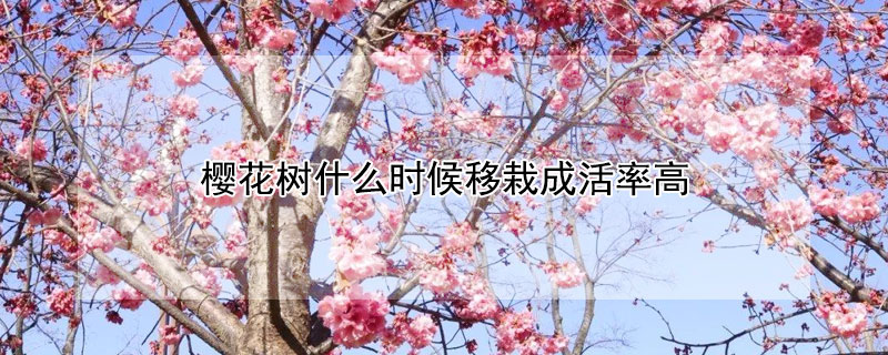 樱花树什么时候移栽成活率高 樱花树什么时候移栽最好