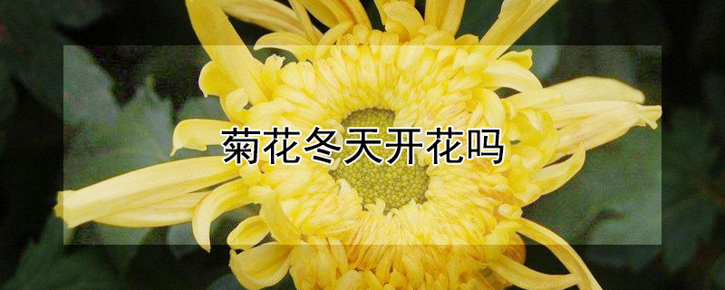 菊花冬天开花吗 菊花有四季开花的品种吗