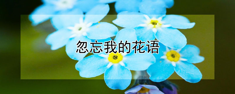 忽忘我的花语 忽忘我的花语是什么
