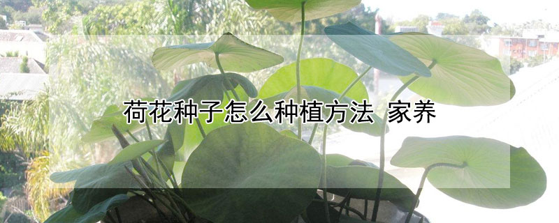 荷花种子怎么种植方法 荷花种子怎么种植方法图解