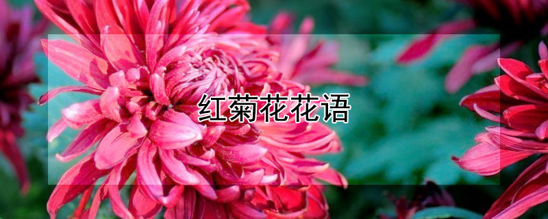 红菊花花语（红菊花花语象征与寓意）