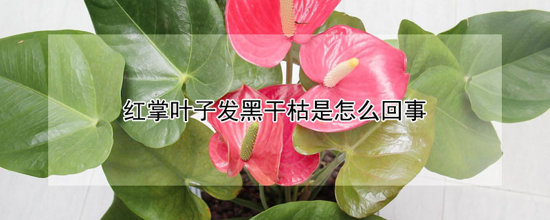 红掌叶子发黑干枯是怎么回事 红掌叶子发黑干枯是怎么回事儿