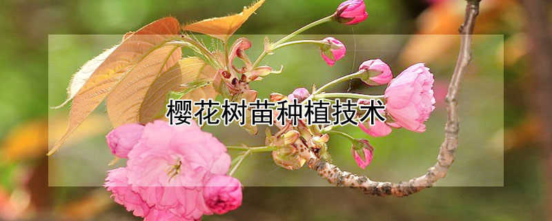 樱花树苗种植技术 樱花树苗种植技术视频