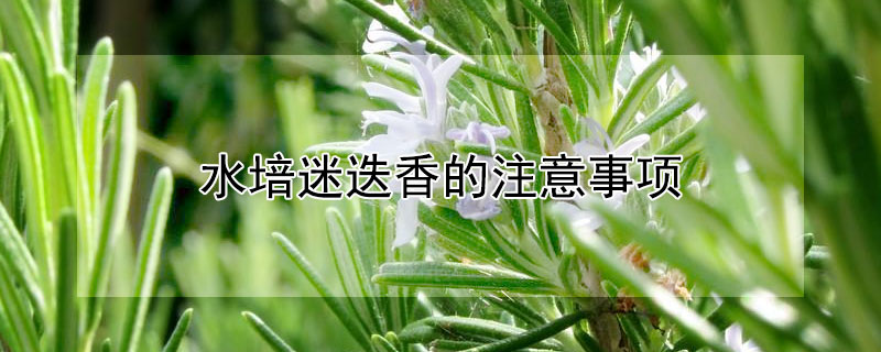 水培迷迭香的注意事项（水培迷迭香的注意事项和禁忌）