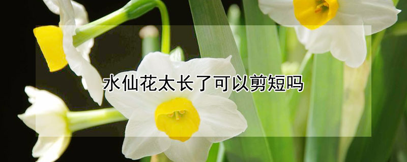 水仙花太长了可以剪短吗（水仙花长的太长可以剪掉吗）