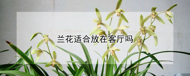 兰花适合放在客厅吗（兰花适合放在客厅吗为什么）