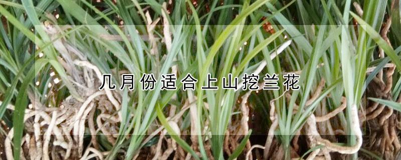 几月份适合上山挖兰花 什么时候上山挖兰花比较好