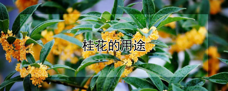 桂花的用途 桂花的用途图片
