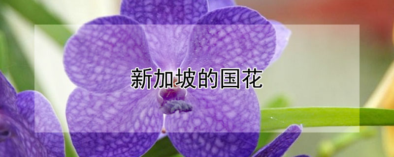 新加坡的国花（新加坡的国花是胡姬花）