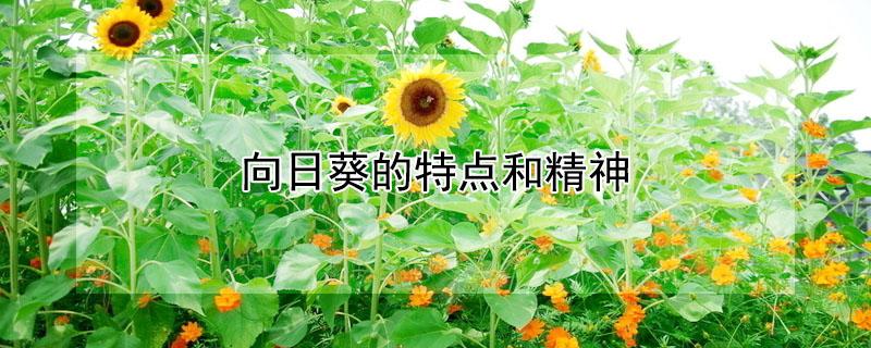 向日葵的特点和精神 向日葵的特点和精神品质作文800字大学