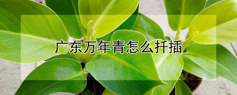 广东万年青怎么扦插（广东万年青怎么扦插视频）