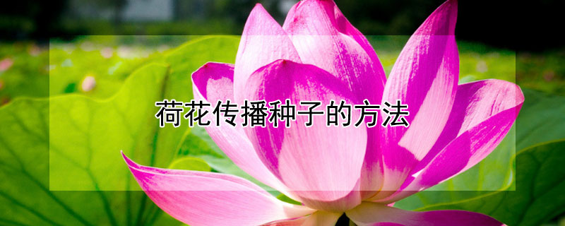 荷花传播种子的方法 荷花传播种子的方法仿写
