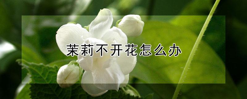 茉莉不开花怎么办（茉莉不开花怎么办视频）