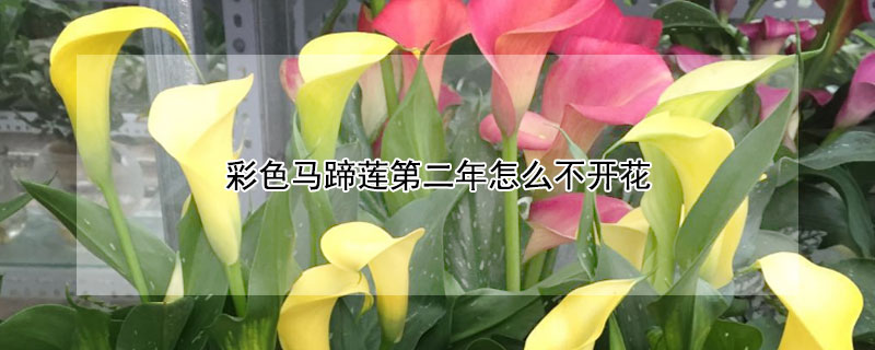 彩色马蹄莲第二年怎么不开花（彩色马蹄莲第二年复花）