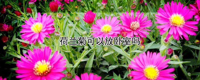 荷兰菊可以放卧室吗（荷兰菊能放在卧室吗）