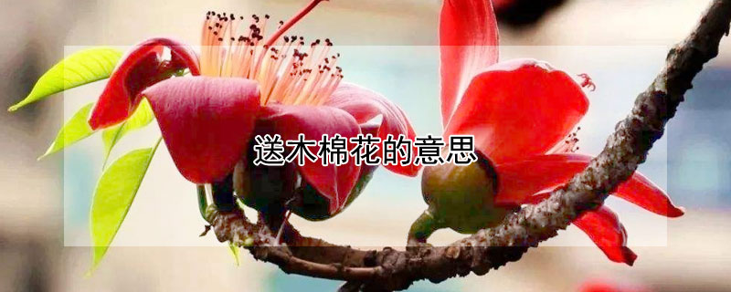 送木棉花的意思 木棉花送人