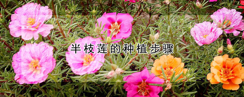 半枝莲的种植步骤 半枝莲的种植步骤是什么