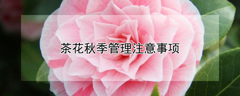 茶花秋季管理注意事项（茶花秋季管理注意事项视频）