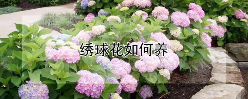 绣球花如何养 绣球花如何养殖方法