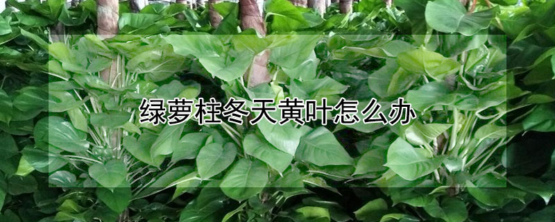 绿萝柱冬天黄叶怎么办（绿萝柱冬天好养吗）