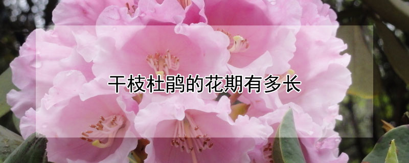 干枝杜鹃的花期有多长 干枝杜鹃怎么养才能开花