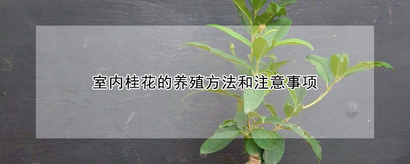 室内桂花的养殖方法和注意事项 室内桂花的养殖方法和注意事项视频