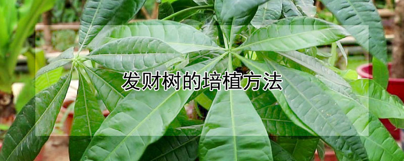 发财树的培植方法 发财树的培植方法和注意事项