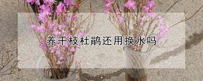 养干枝杜鹃还用换水吗 干枝杜鹃用什么营养液