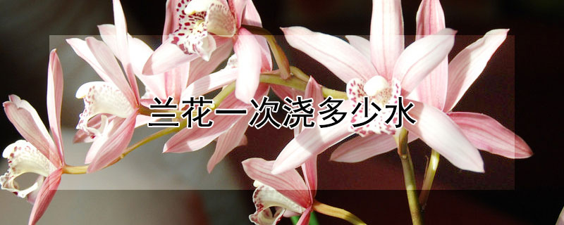 兰花一次浇多少水（兰花一次浇多少水合适）