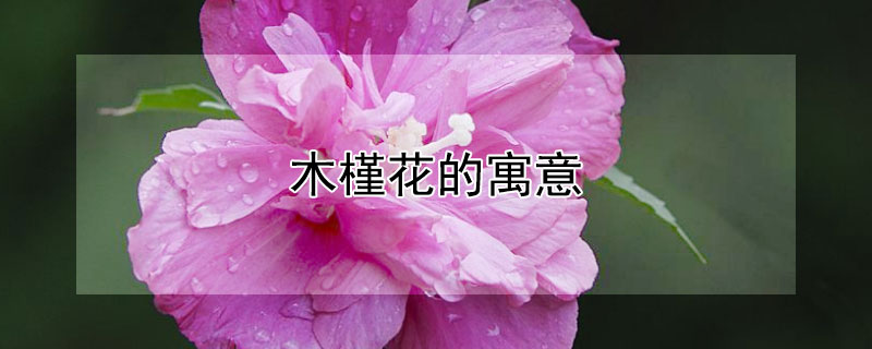 木槿花的寓意 木槿花语和象征意义