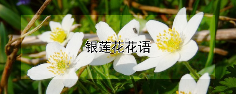 银莲花花语（银莲花花语和寓意）