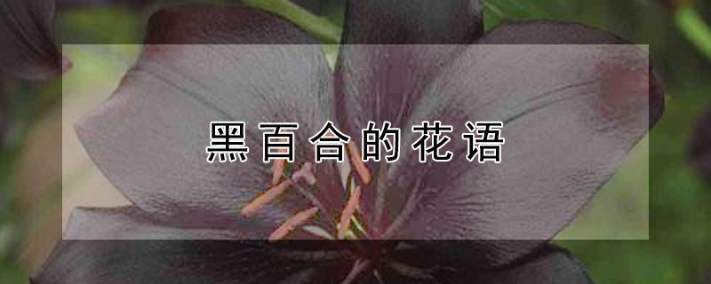 黑百合的花语（黑百合的花语是什么）