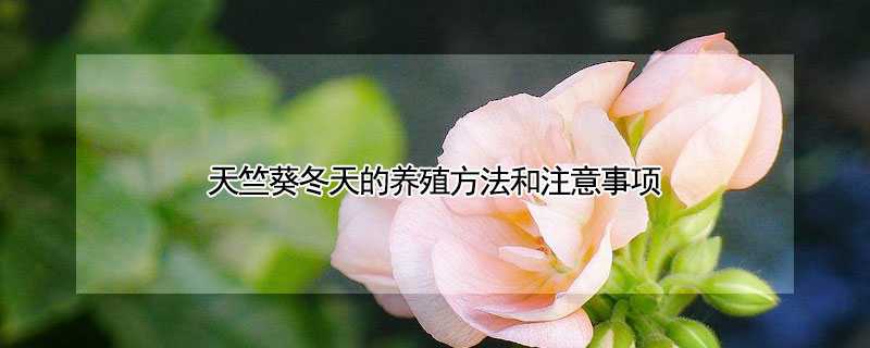 天竺葵冬天的养殖方法和注意事项（天竺葵冬天的养殖方法和注意事项图片）