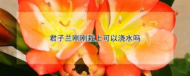 君子兰刚刚栽上可以浇水吗 君子兰刚刚栽上可以浇水吗