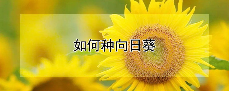 如何种向日葵 如何种向日葵?