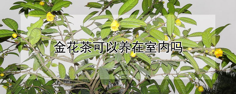 金花茶可以养在室内吗 金花茶可以养在室内吗冬天