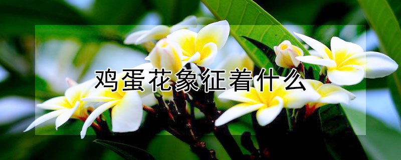 鸡蛋花象征着什么 鸡蛋花象征着什么意义