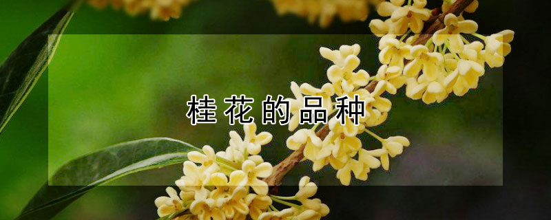 桂花的品种（桂花的品种及区别）