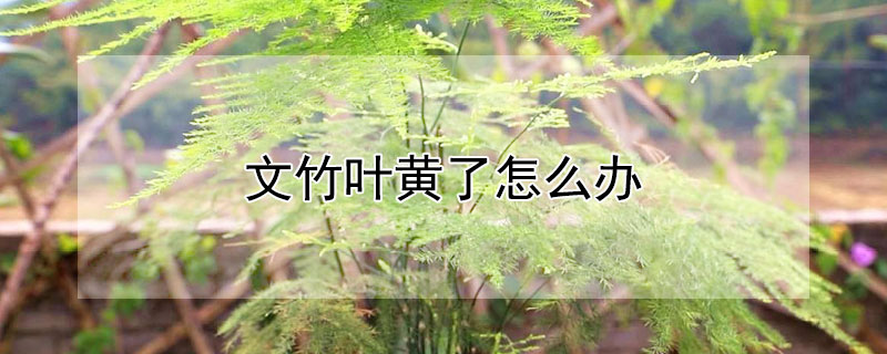 文竹叶黄了怎么办（文竹叶黄了怎么解决）